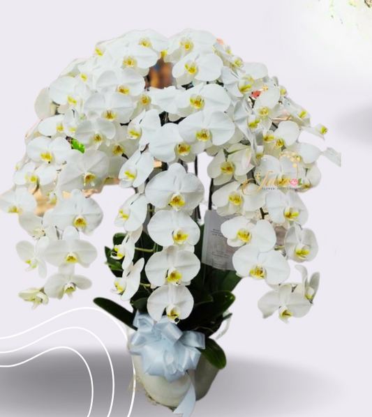OC#27 – Anggrek Phalaenopsis 8 Tangkai Putih Super Premium