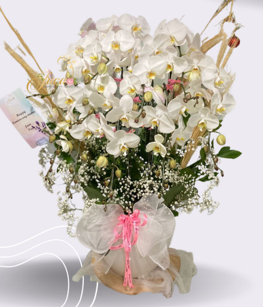 OC#29 – Anggrek Phalaenopsis 10 Tangkai Putih Super Premium