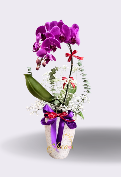 OC#01 – Anggrek Phalaenopsis Single Premium