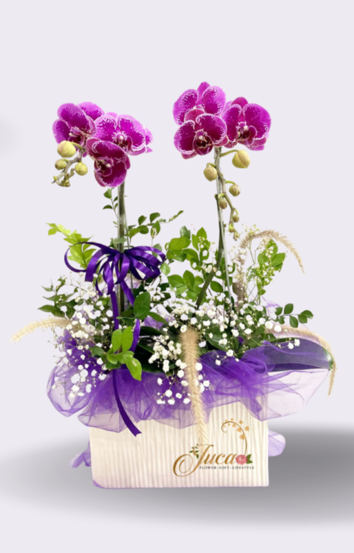 OC#03 – Anggrek Phalaenopsis Double Pot Premium