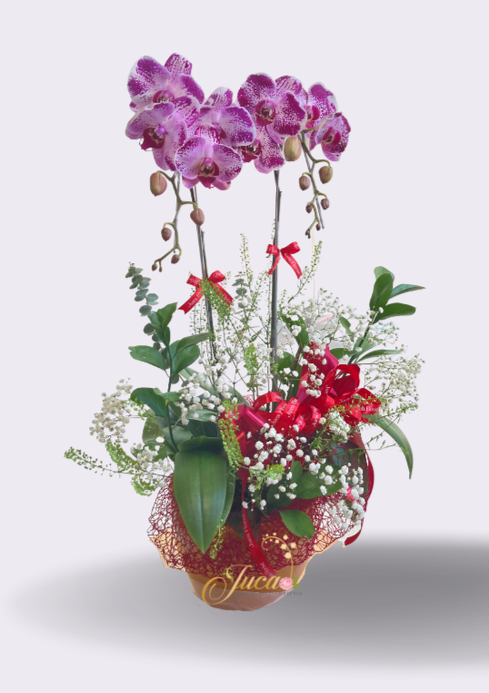 OC#04 – Anggrek Phalaenopsis Triple Premium