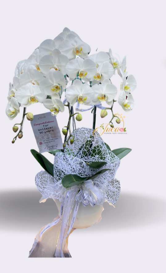 OC#08 – Anggrek Phalaenopsis Double Putih Premium