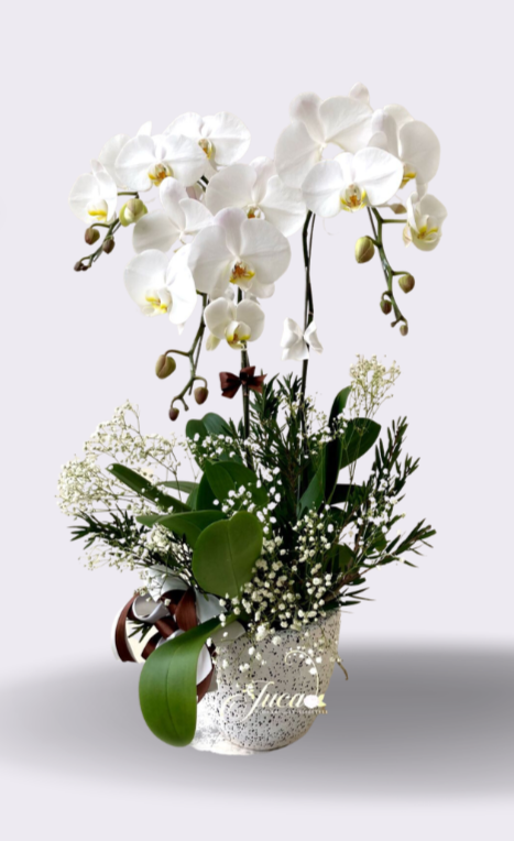 OC#09 – Anggrek Phalaenopsis Double Putih with Baby Breath