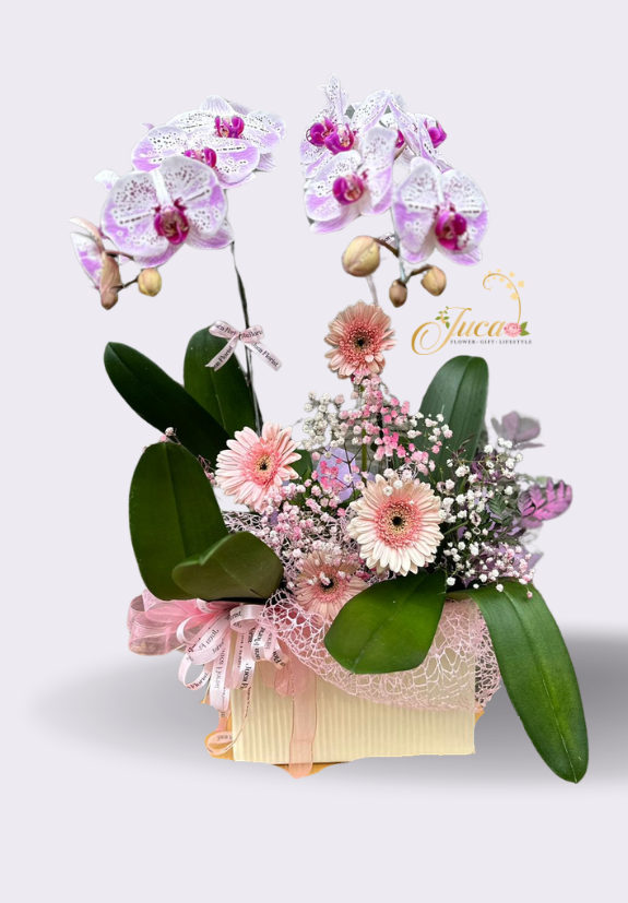 OC#10 – Anggrek Phalaenopsis Double Ungu with Gerbera & Baby Breath