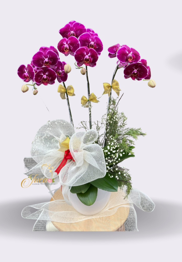 OC#11 – Anggrek Phalaenopsis Double Ungu with Red Roses