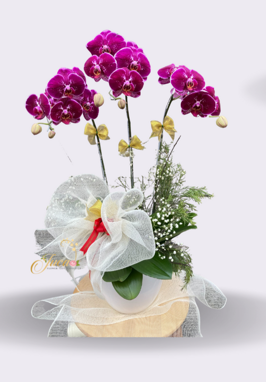 OC#11 – Anggrek Phalaenopsis Double Ungu with Red Roses