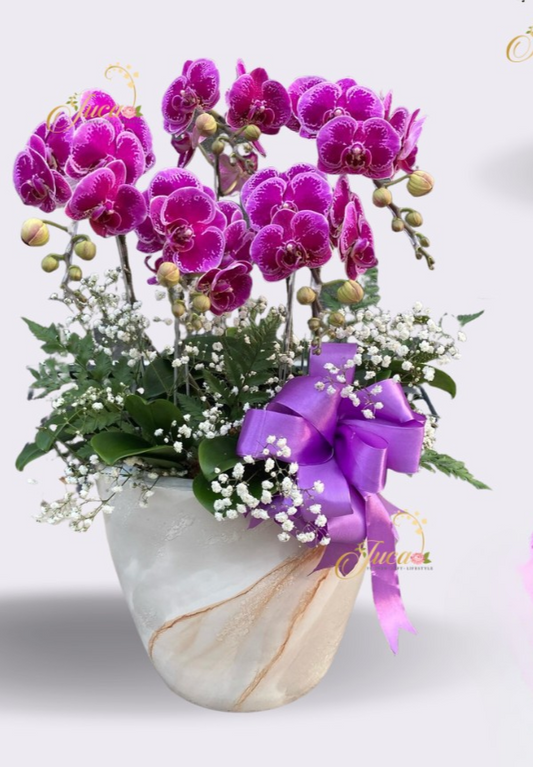 OC#17 – Anggrek Phalaenopsis 5 Tangkai Ungu Pot Marmer