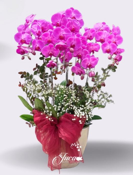 OC#18 – Anggrek Phalaenopsis 6 Tangkai Pink Premium