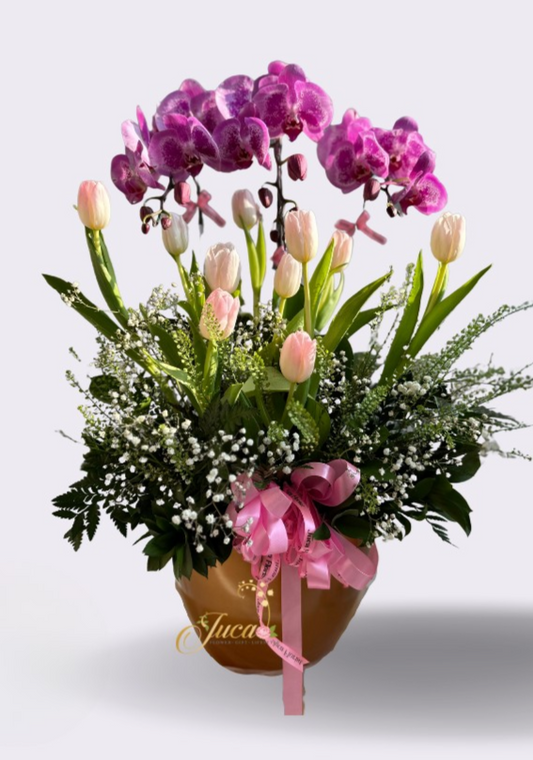 OC#19 – Anggrek Phalaenopsis Triple Ungu with Tulip Pink