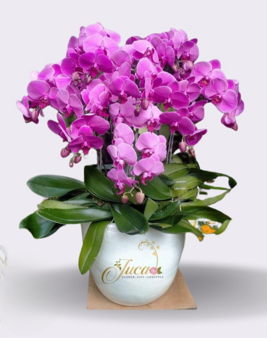 OC#22 – Anggrek Phalaenopsis 8 Tangkai Pink Premium